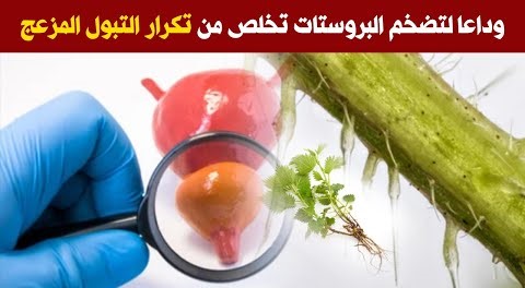 كل ما يجب معرفته لحل التهاب البروستاتا أهم عنصرلتصغيرالبروستاتا تخلص من تكرار التبول وتضخم البروستات